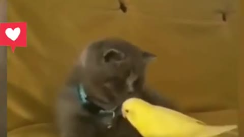 Cat & Budgie 🦜 best friends