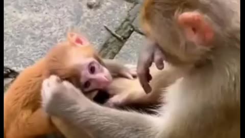 Baby monkey