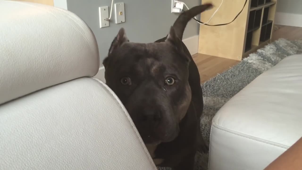 Conversation With My Dog American Bully Answers Questions Must Watch