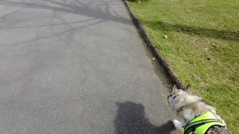 Pax East 2024 Test Stream - Dog Walk - Vlog