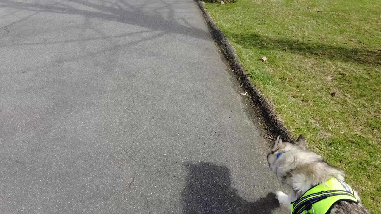 Pax East 2024 Test Stream - Dog Walk - Vlog