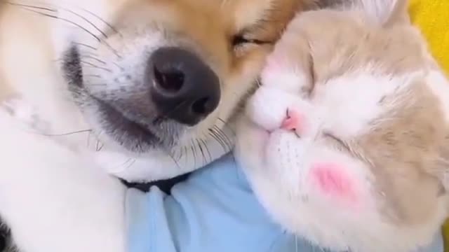 Dog And Cate Frendship||Cute video