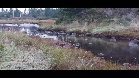 Young mergansers out exploring the salt marsh