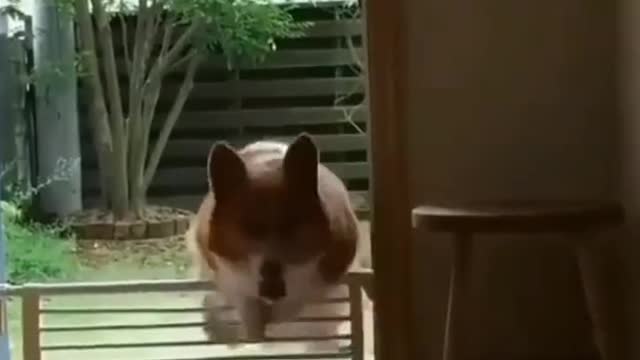 Corgi