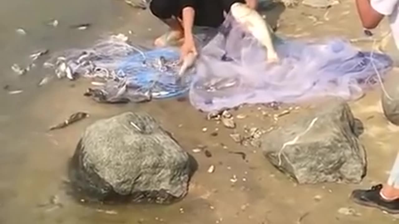 Asian Cast net fishing