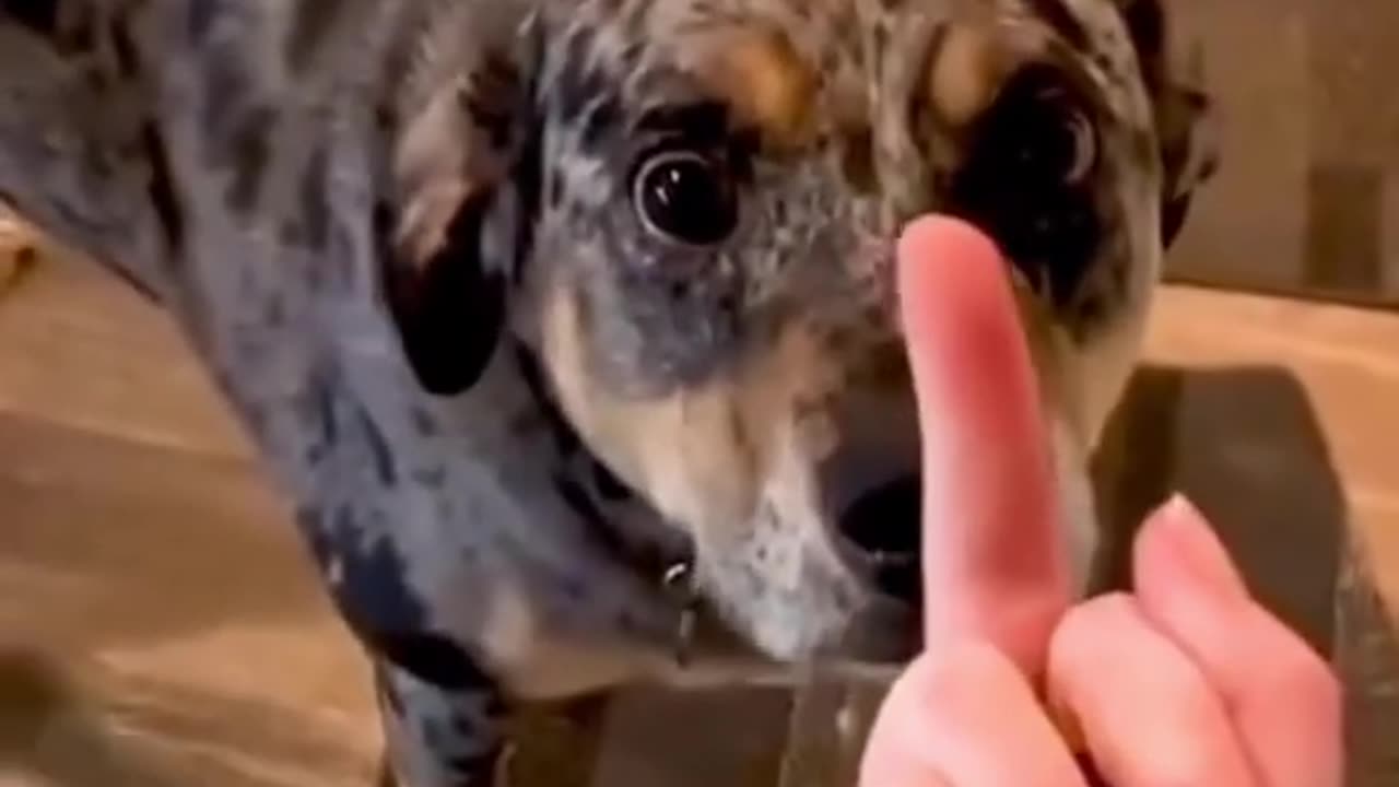 Dogs reaction in the face of the midlle finger