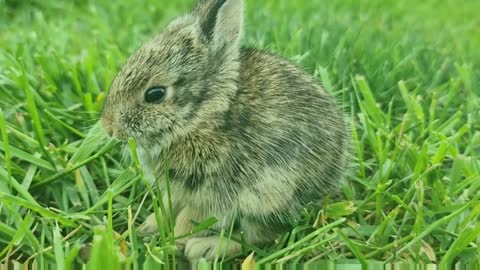 Cute Rabbit