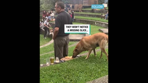 Sneaky dog steals man's pizza 🍕