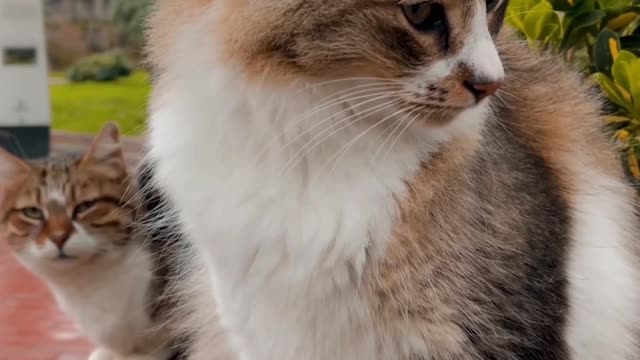 cute cat
