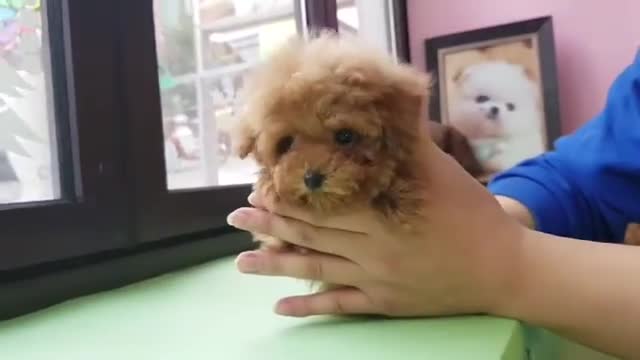 Live Teddybear! Amazing Poodle- Teacup Puppies