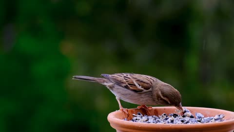 oiseaux
