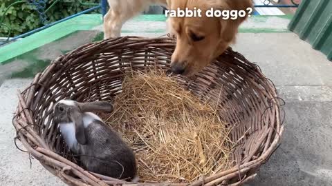 Gentle Golden Retriever Meets A Bunny For The First Time