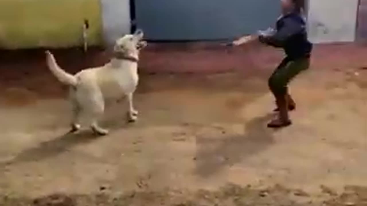 Cute dog playing with balloon