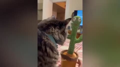 Funny cats activity 😂