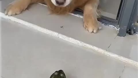 Dog scared with frog funny