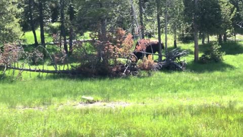 Yellowstone Adventures | Bus Tour through Yellowstone National Park