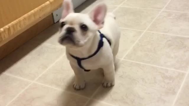 Sweet French Bulldog Learns New Tricks