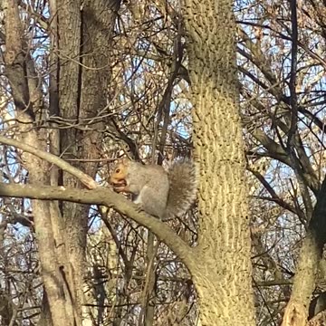 Squirrel Eating a Nut 11.2022