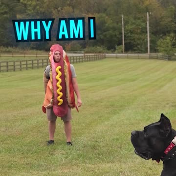 My Dog Chased Down a 100-Lb. Hot Dog