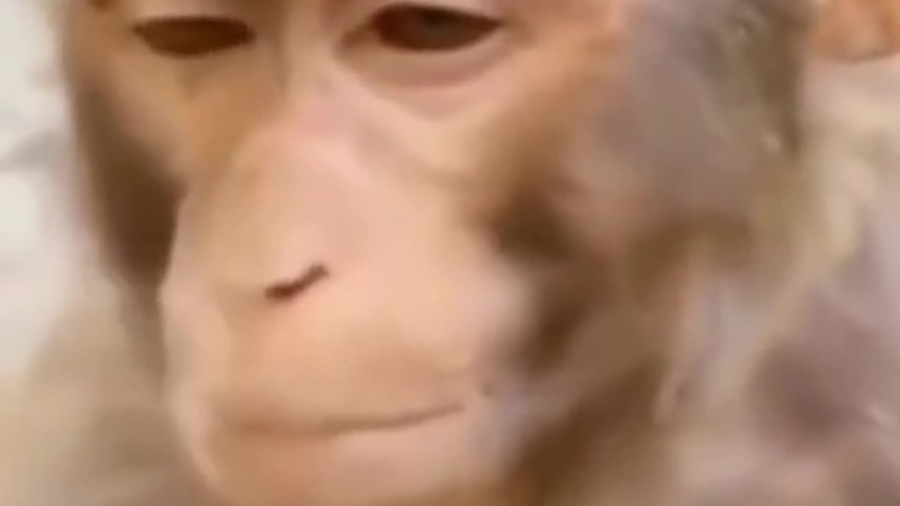 Funy monkey