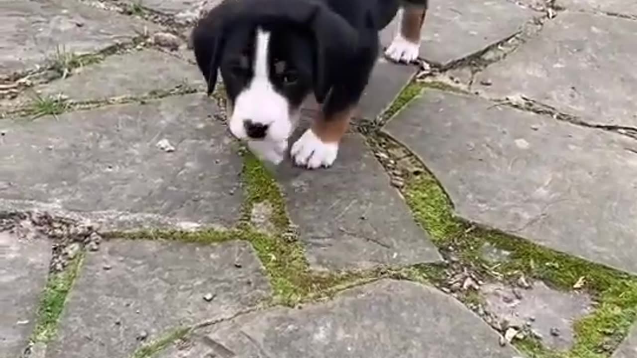 Funny Dogs And Cats Reaction - Funniest Pets Video