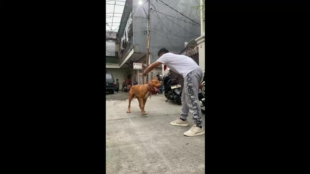 Smart Dog, Master Says Goodbye to His Dog and Big Dog Responds