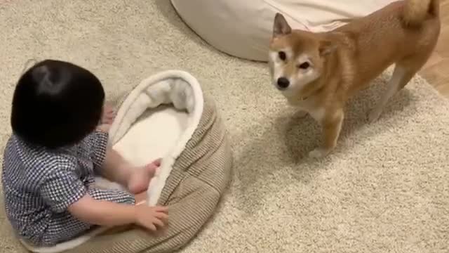 Master, look, the baby took my bed