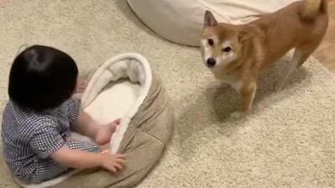 Master, look, the baby took my bed