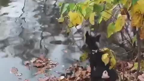 Dog vs ducks