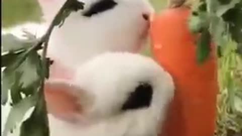 cute rabbit videos