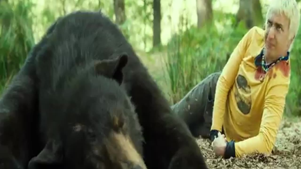 The bear adventure movie video. #movie