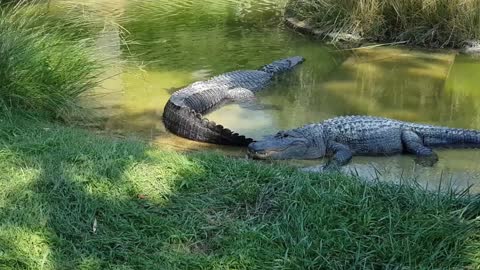 dangerous crocodile