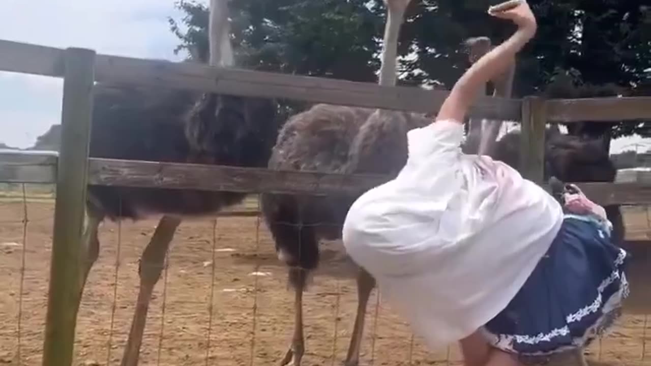 Women become ostrich