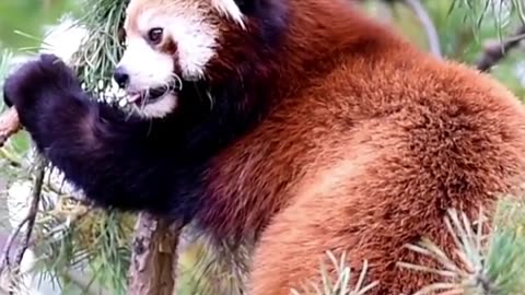 Red Panda amazing walk