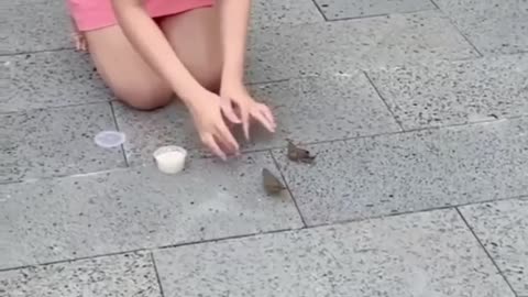 funny animal video