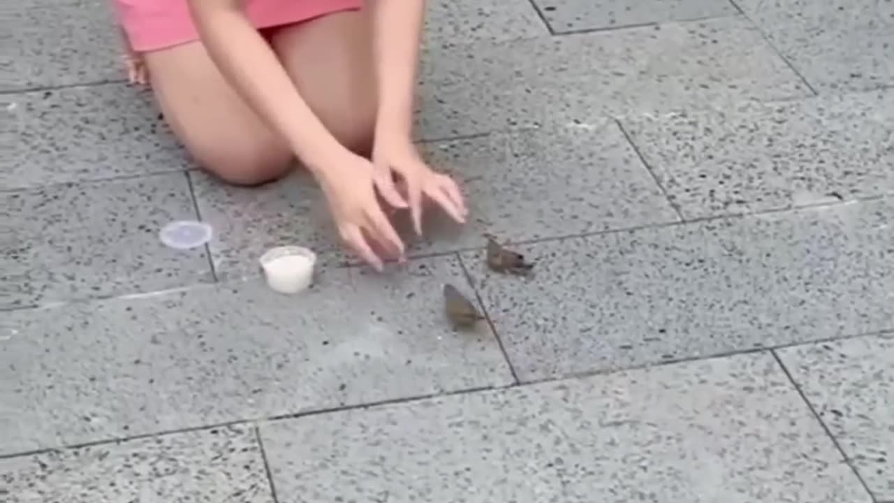 funny animal video