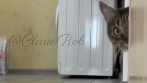 He wonders what it is | cat video