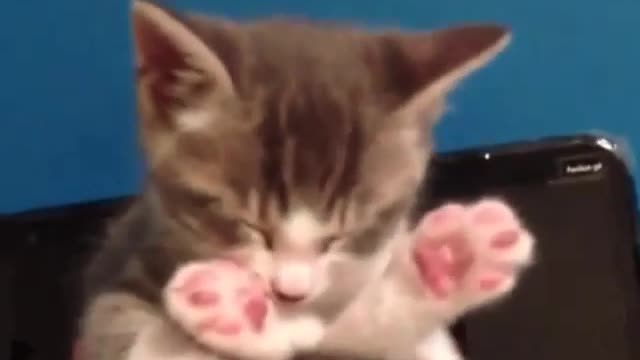 Funny Short Video Collection 1 (36)