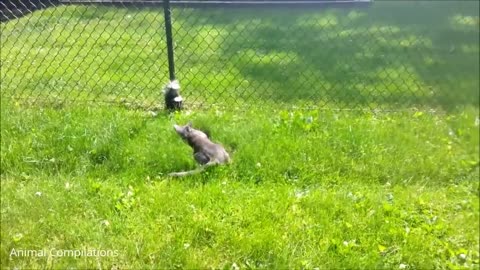 Baby Skunks Trying To Spray - Funniest Compilation