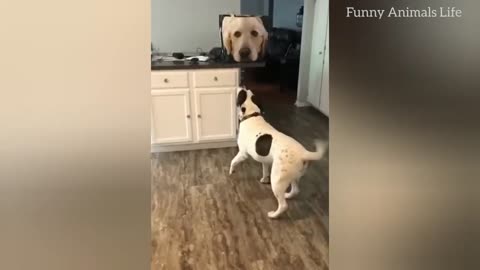 Lively Funny Animal Videos 😂2023 | Funny Cat And Dog 😍Videos | Try Not To Laugh😹😂