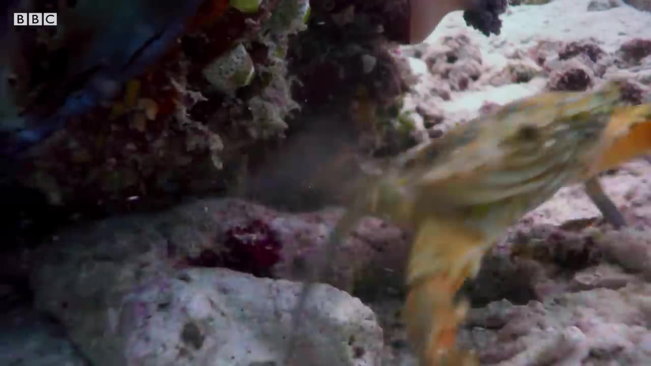 Cuttlefish hypnotises prey