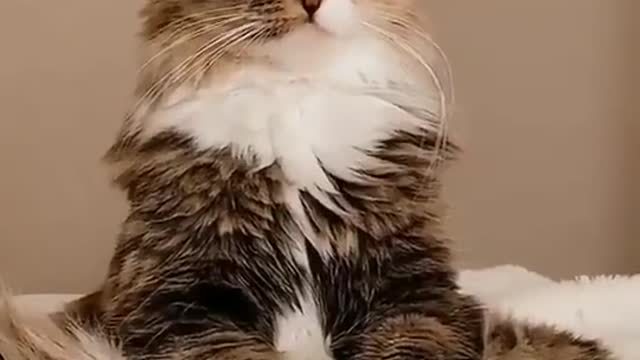 Hypnotized Cat