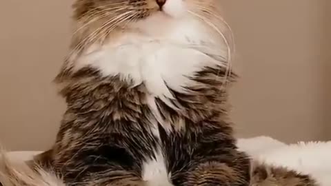 Hypnotized Cat