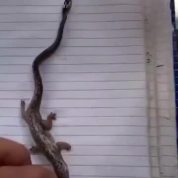 What is it? Bizarre snake with four legs baffles locals