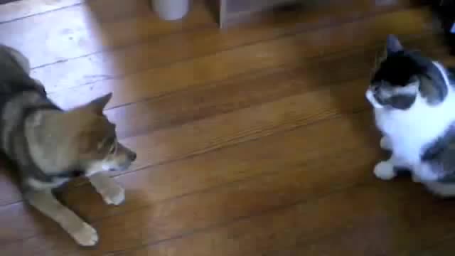 Shiba lnu puppy vs cat video very interest