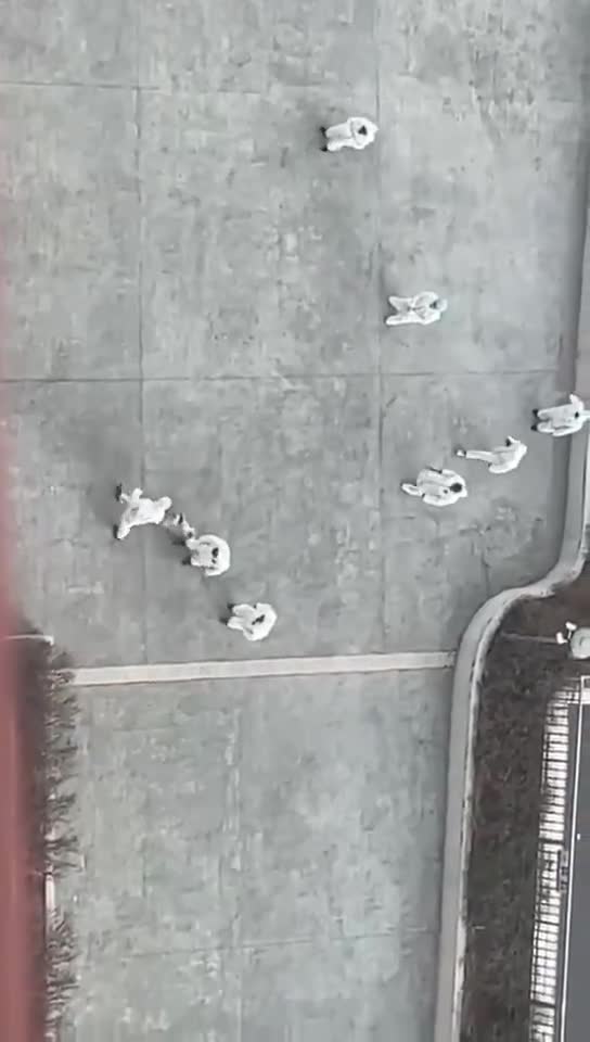 Chinese White Guards (anti-epidemic personals) killed stray dogs with cruel methods.