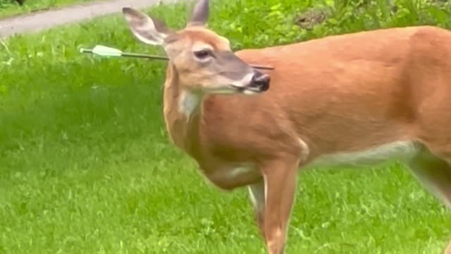 Deer Survives With Arrow in Its Head