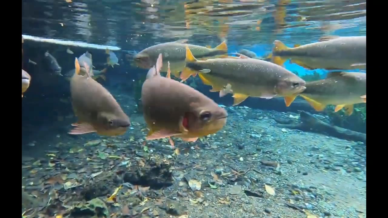 Brazil, Beautiful, at natural aquarium