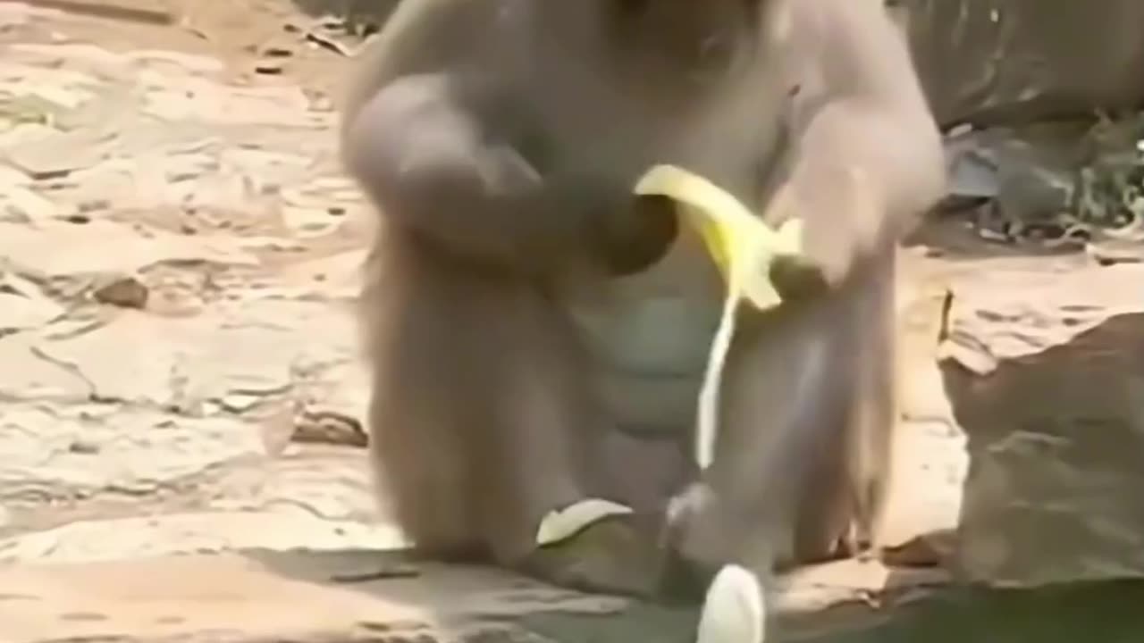 Funny Animals