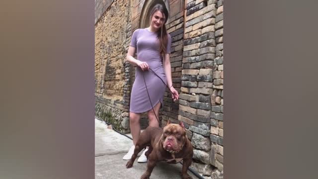 American Bully dog, demon return angel?